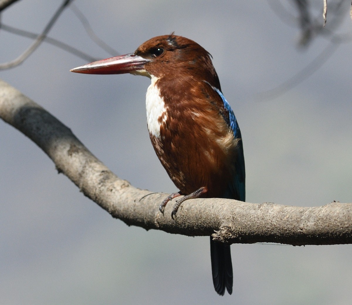 White-throated Kingfisher - ML646737678