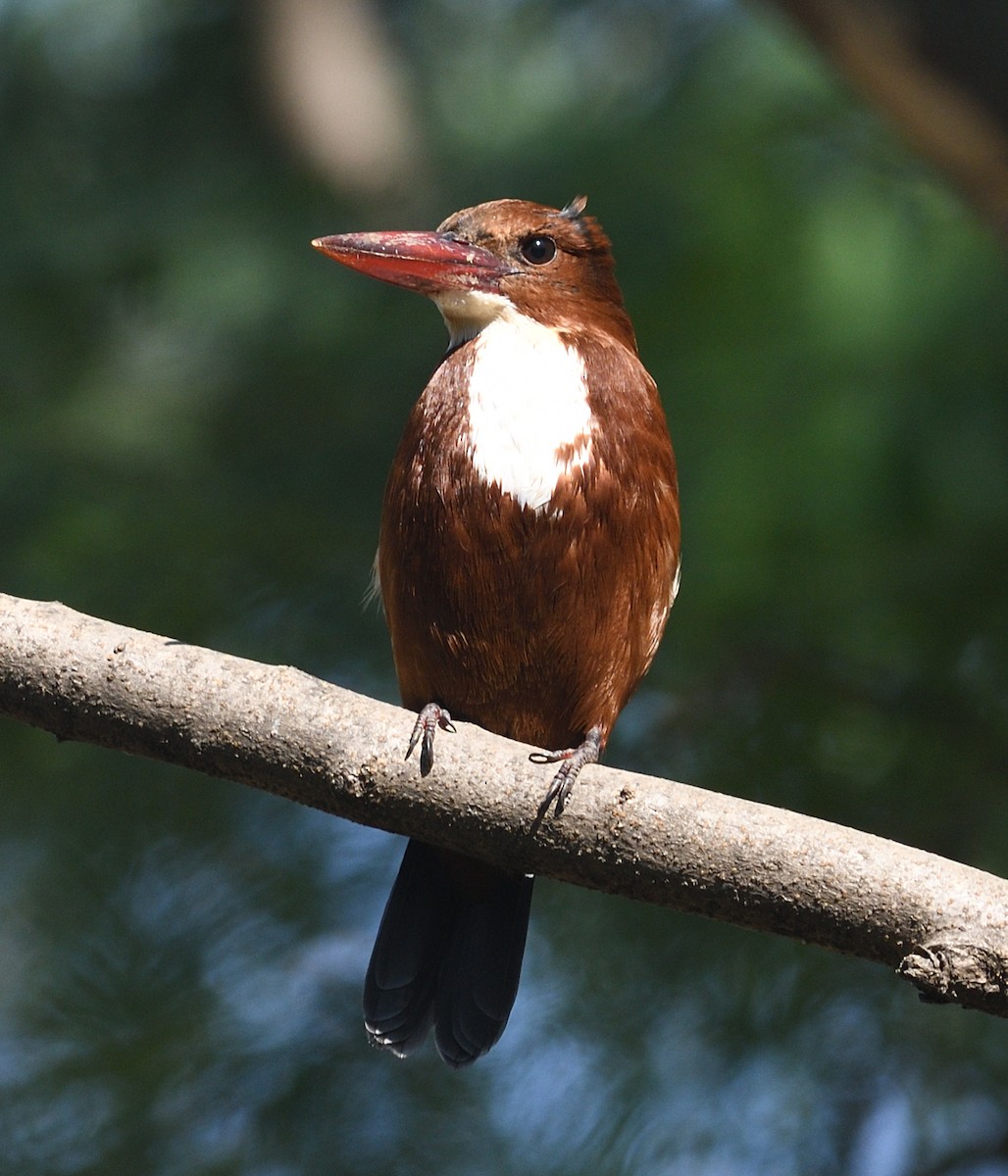 White-throated Kingfisher - ML646737679