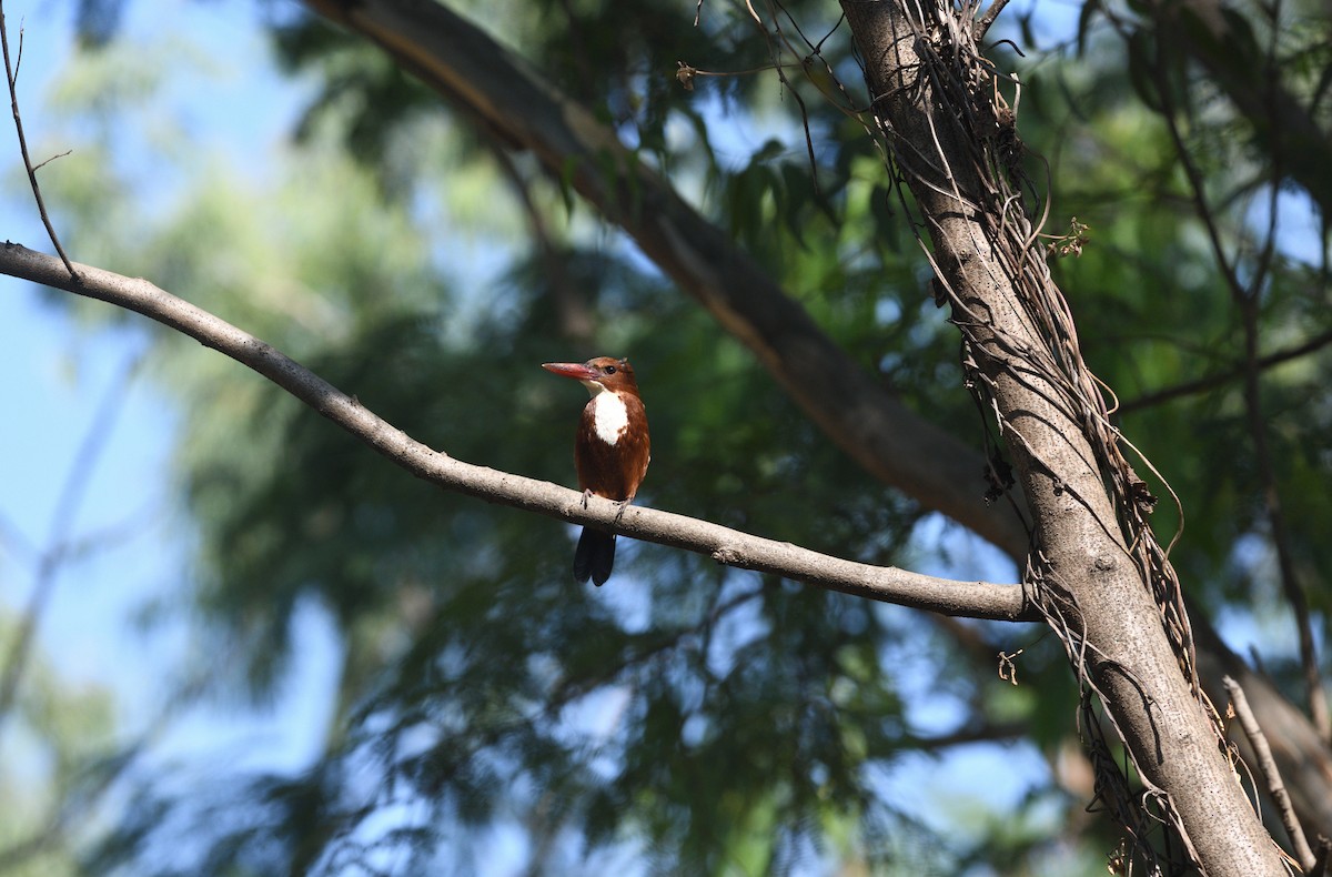 White-throated Kingfisher - ML646737680