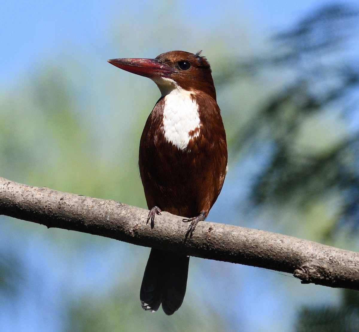 White-throated Kingfisher - ML646737681