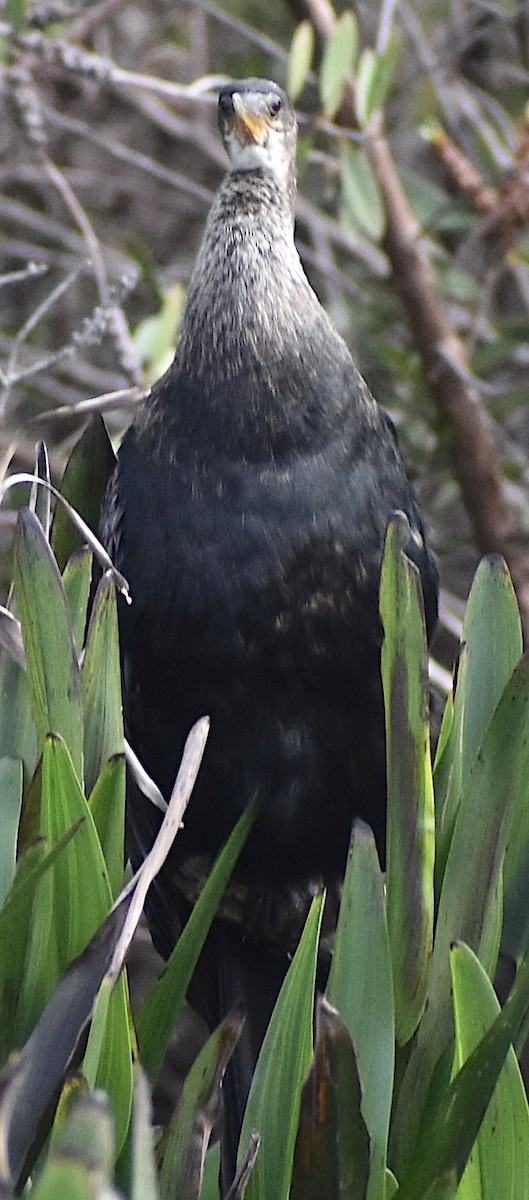 Amerika-Schlangenhalsvogel - ML646737685