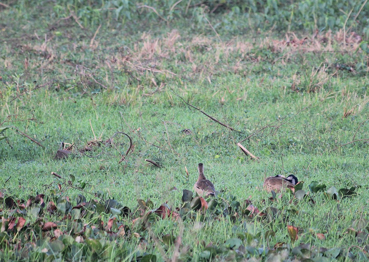 brasiland - ML646737690