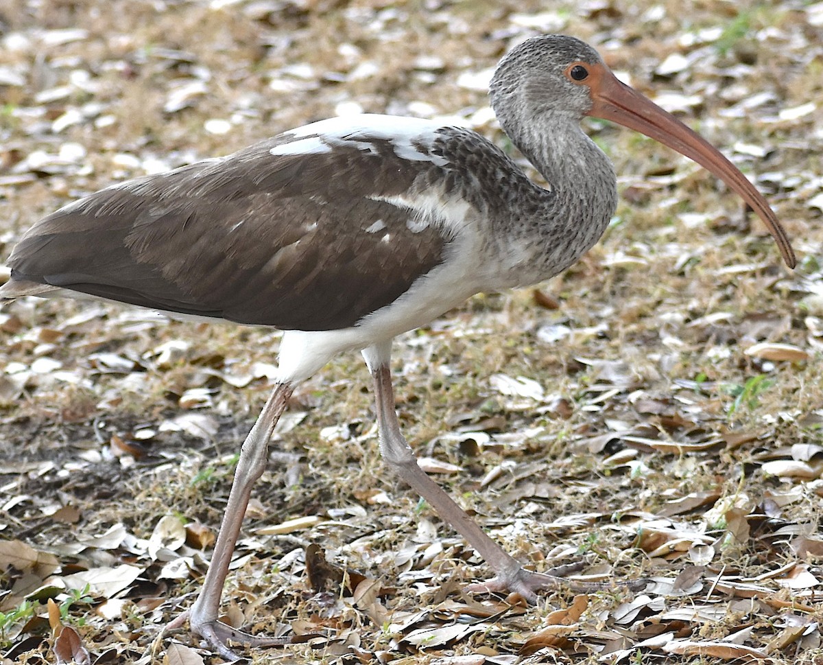 Schneesichler - ML646737693