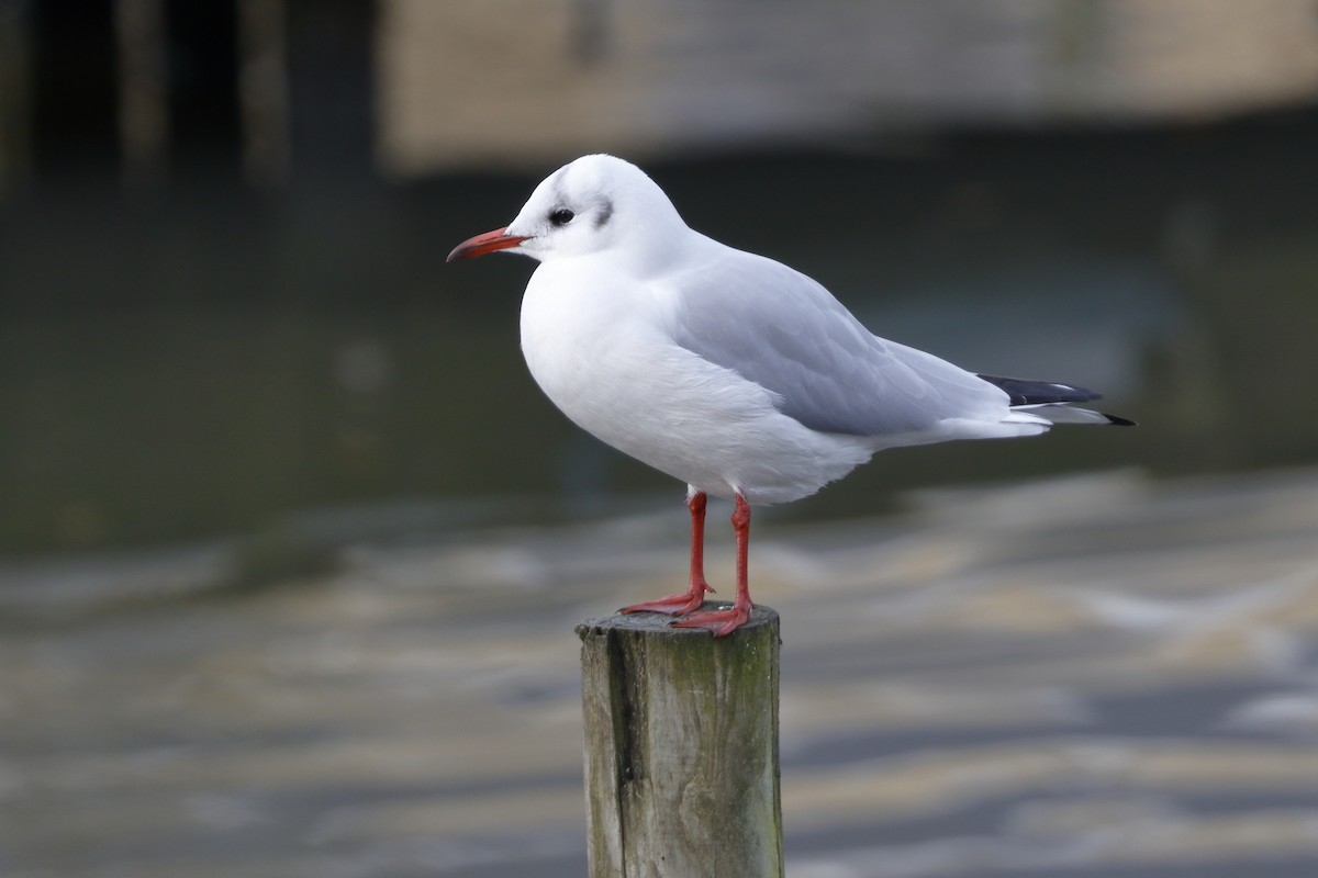 racek chechtavý - ML646737694