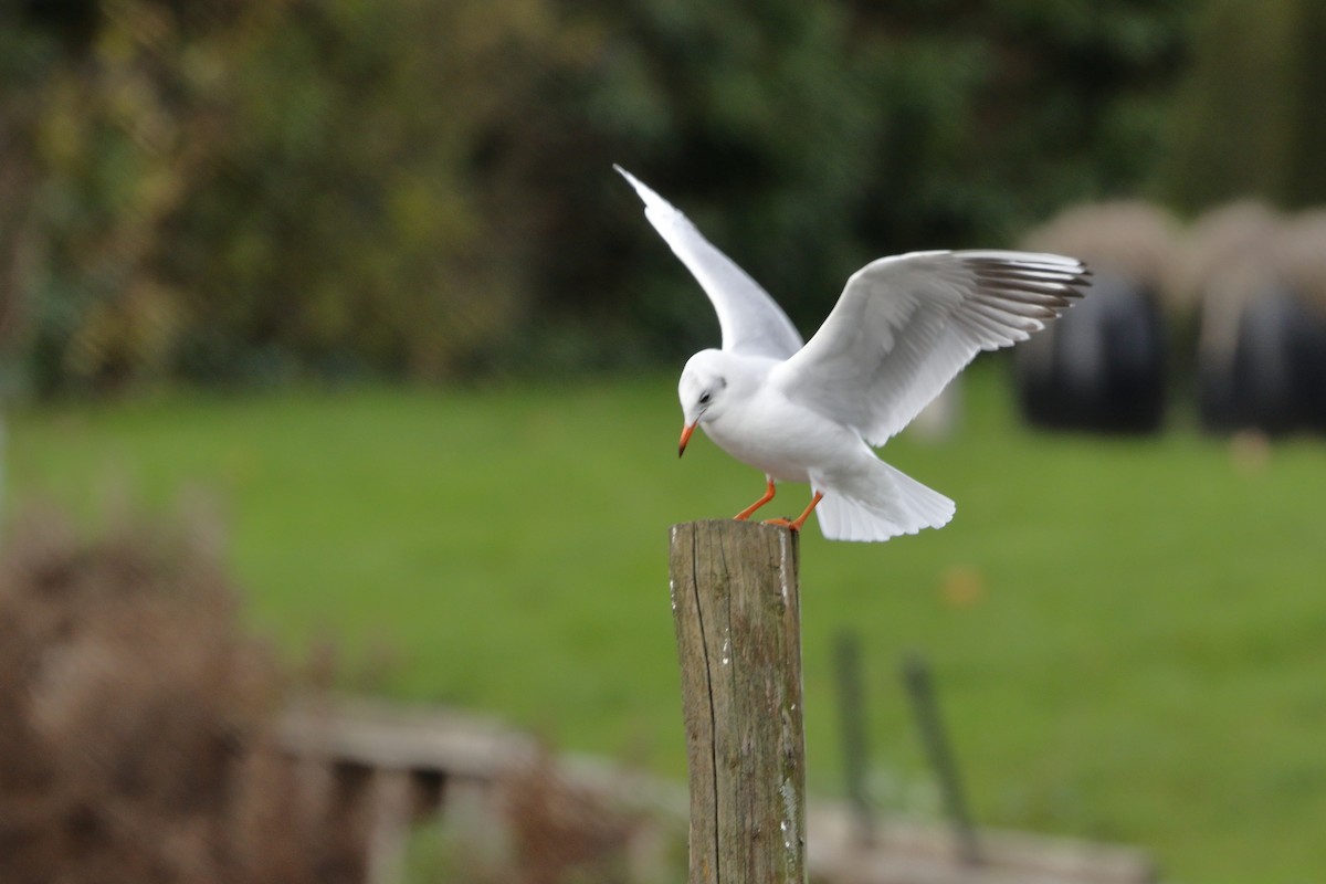 שחף אגמים - ML646737695