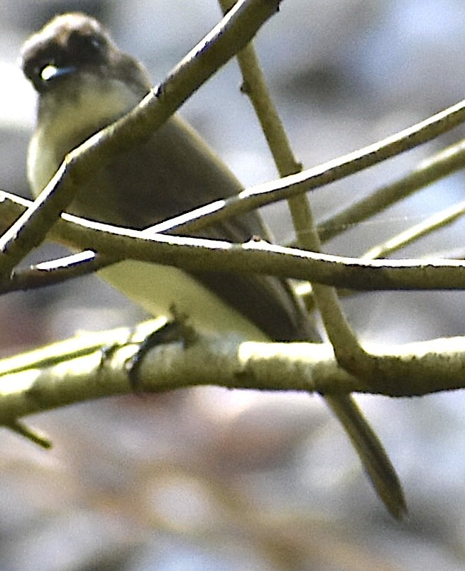 Weißbauch-Phoebetyrann - ML646737696