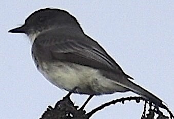 פיבי מזרחית - ML646737697