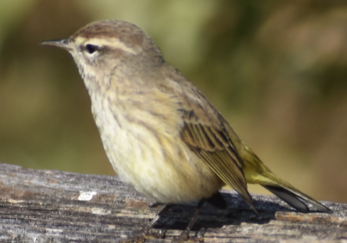 סבכון חום-כיפה - ML646737698