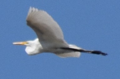 לבנית גדולה - ML646737699