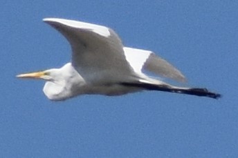 לבנית גדולה - ML646737700