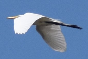 לבנית גדולה - ML646737701