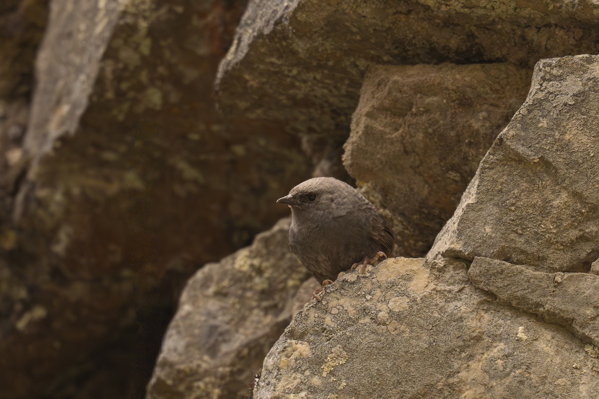 Jalca Tapaculo - ML646737702