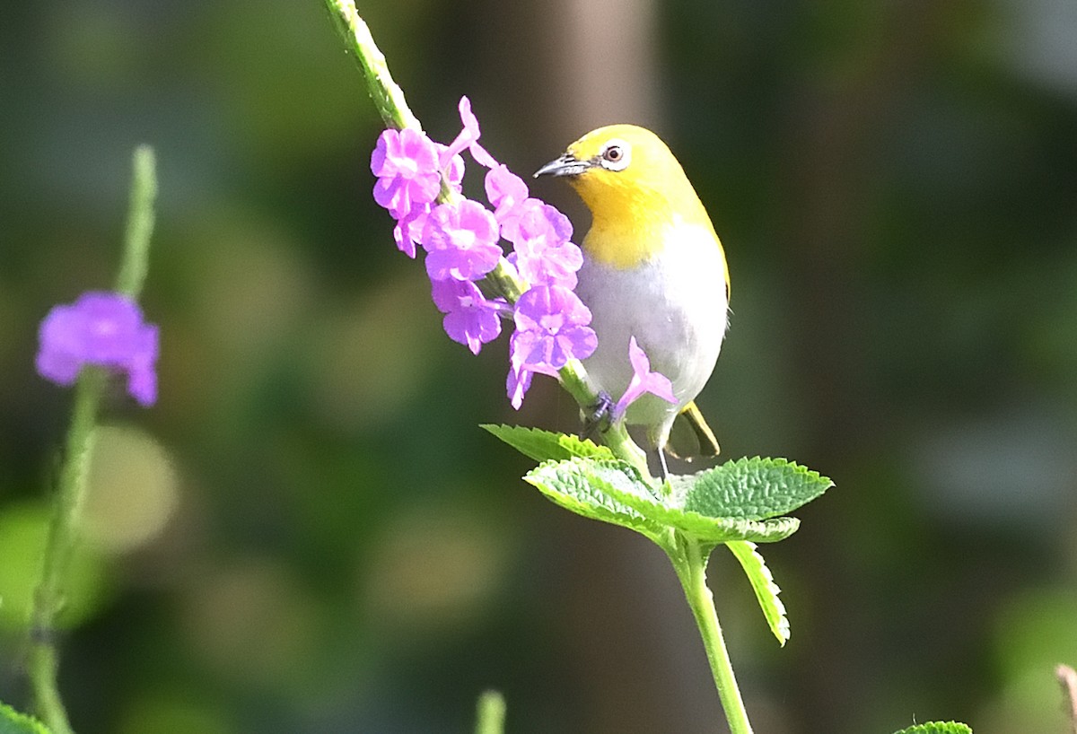 Indian White-eye - ML646737703