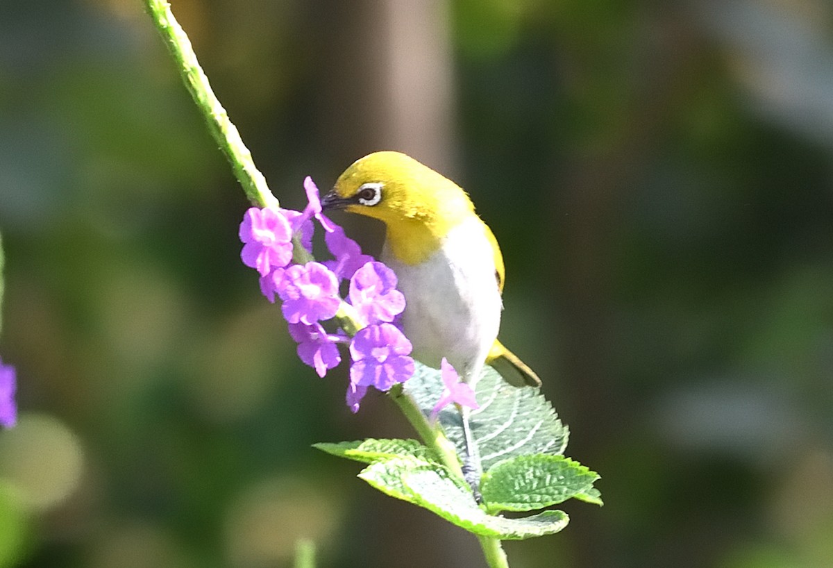 Indian White-eye - ML646737704