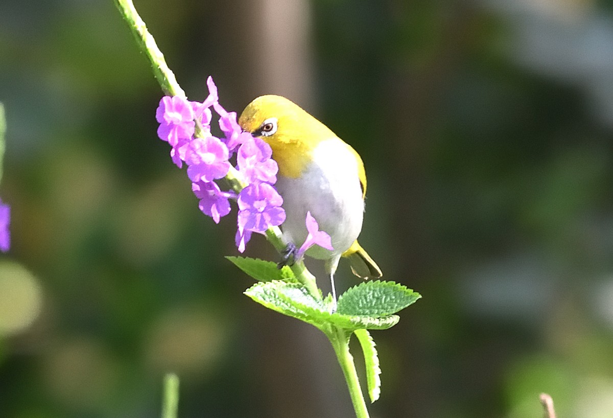 Indian White-eye - ML646737705