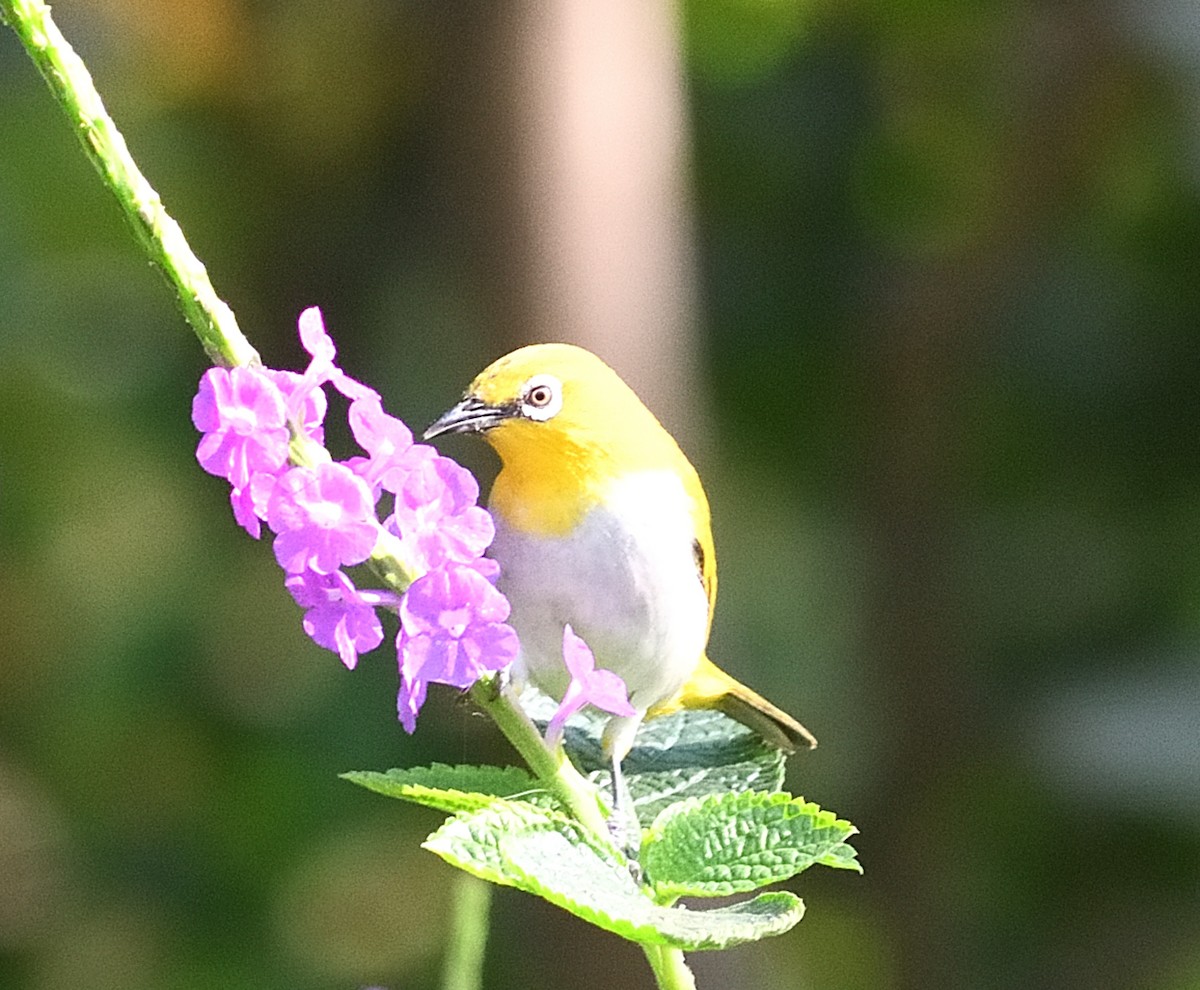 Indian White-eye - ML646737706