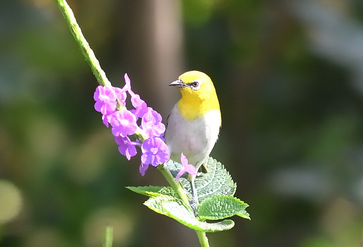 Indian White-eye - ML646737707
