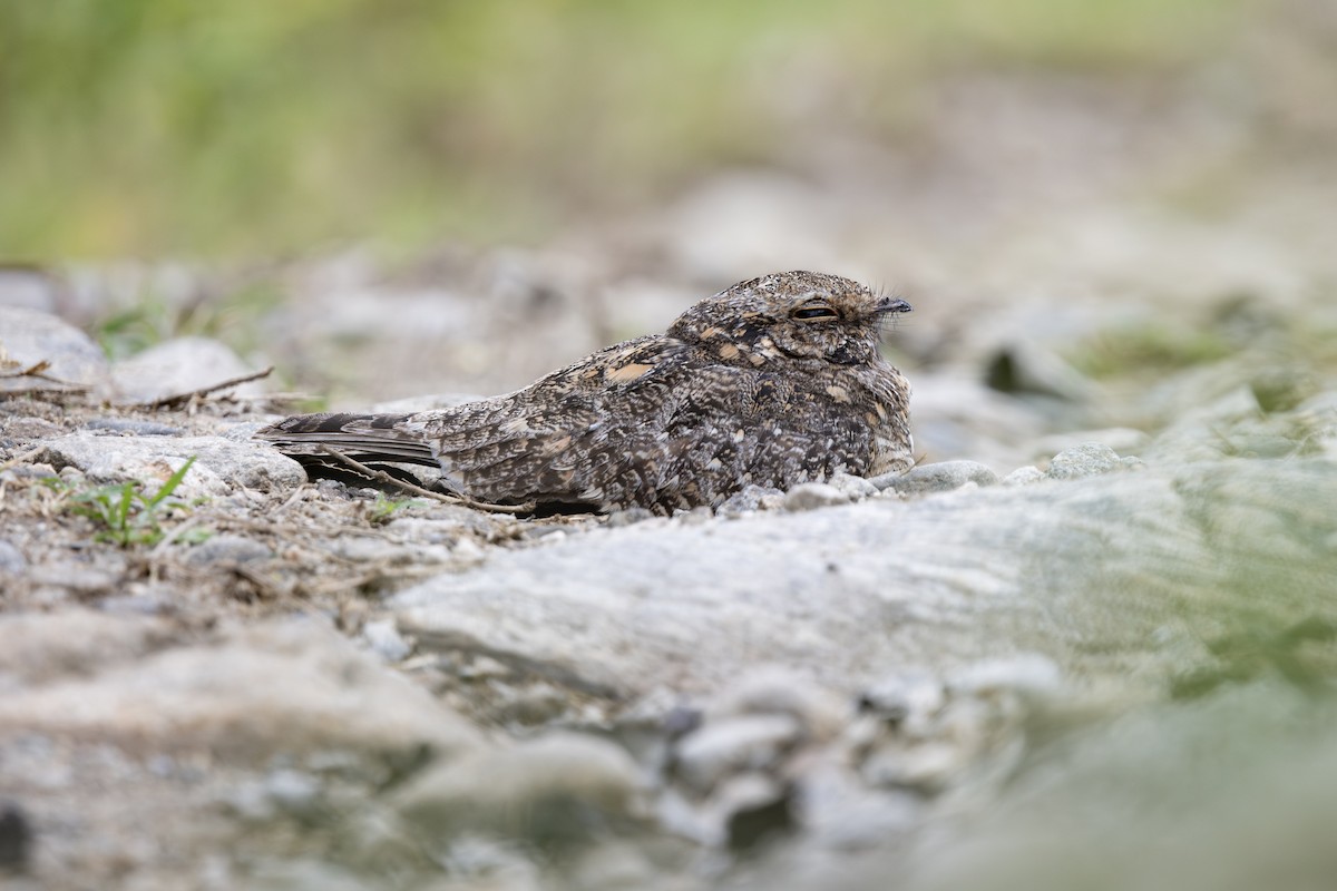 Savan Çobanaldatanı - ML646737708