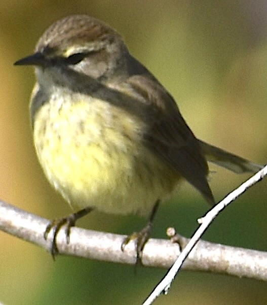 סבכון חום-כיפה - ML646737709