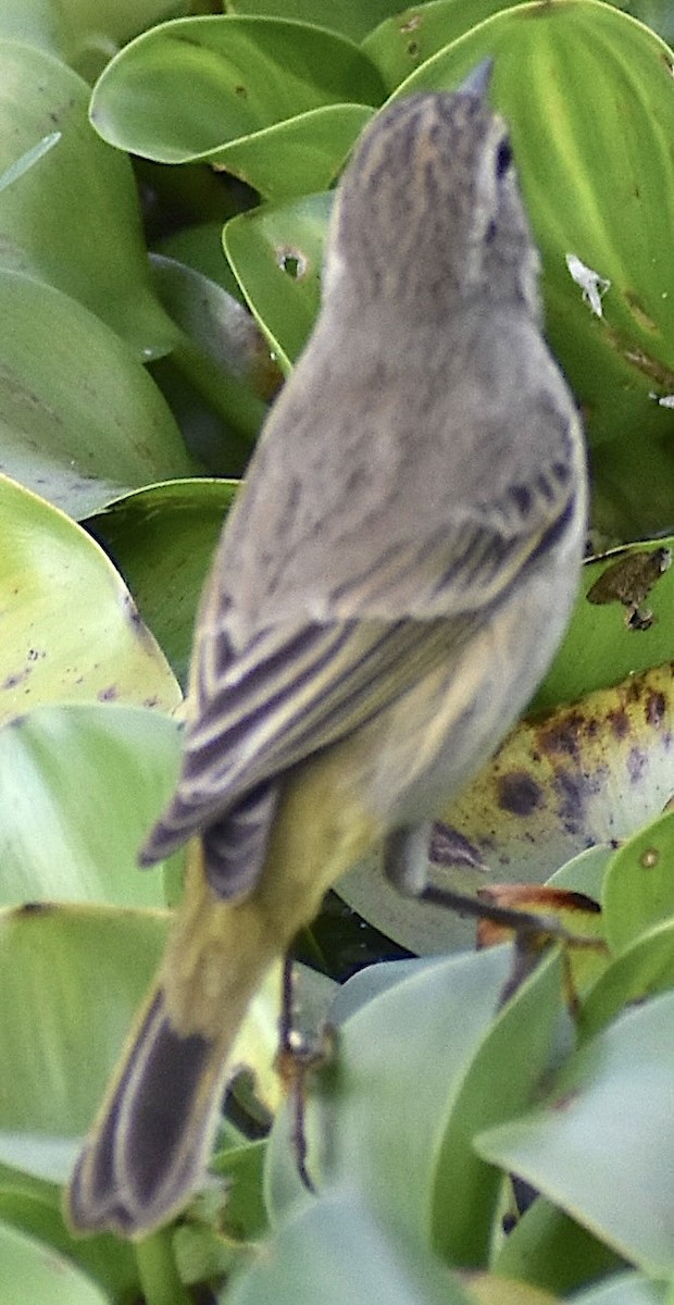 סבכון חום-כיפה - ML646737711