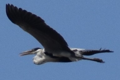 Cocoi Heron - ML646737712