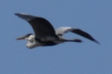 Cocoi Heron - ML646737713