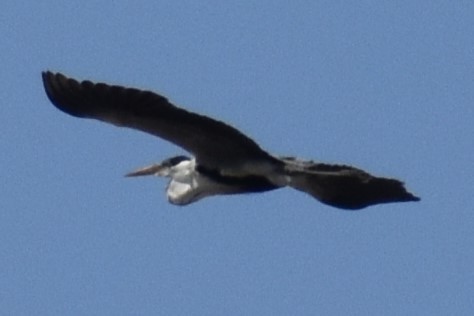 Cocoi Heron - ML646737714