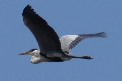 Cocoi Heron - ML646737715