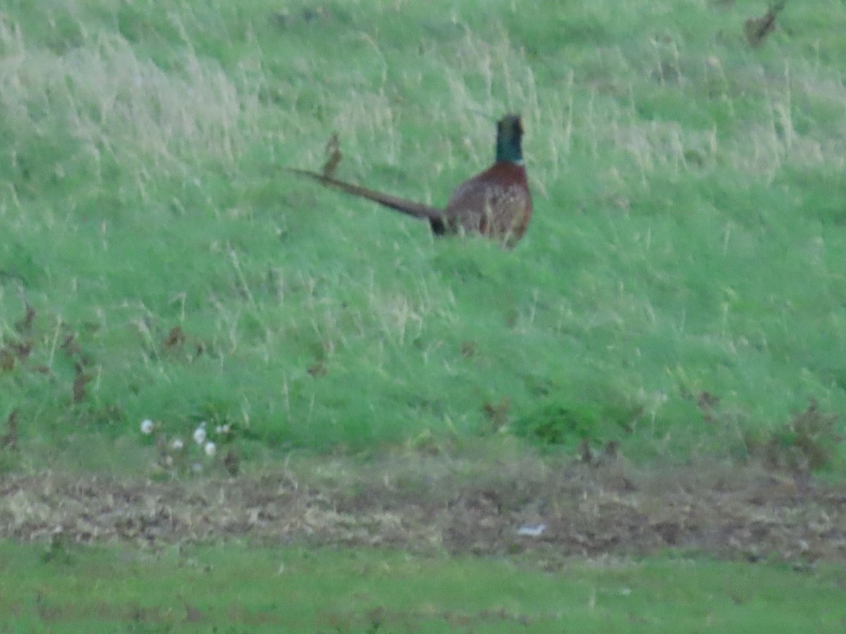 Jagdfasan - ML646737720