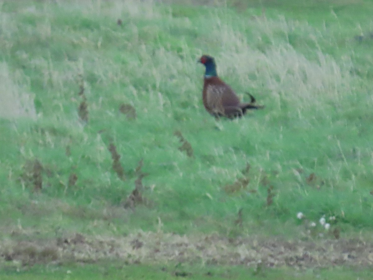 Jagdfasan - ML646737721