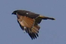 Roadside Hawk - ML646737723