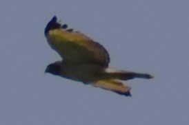 Roadside Hawk - ML646737724