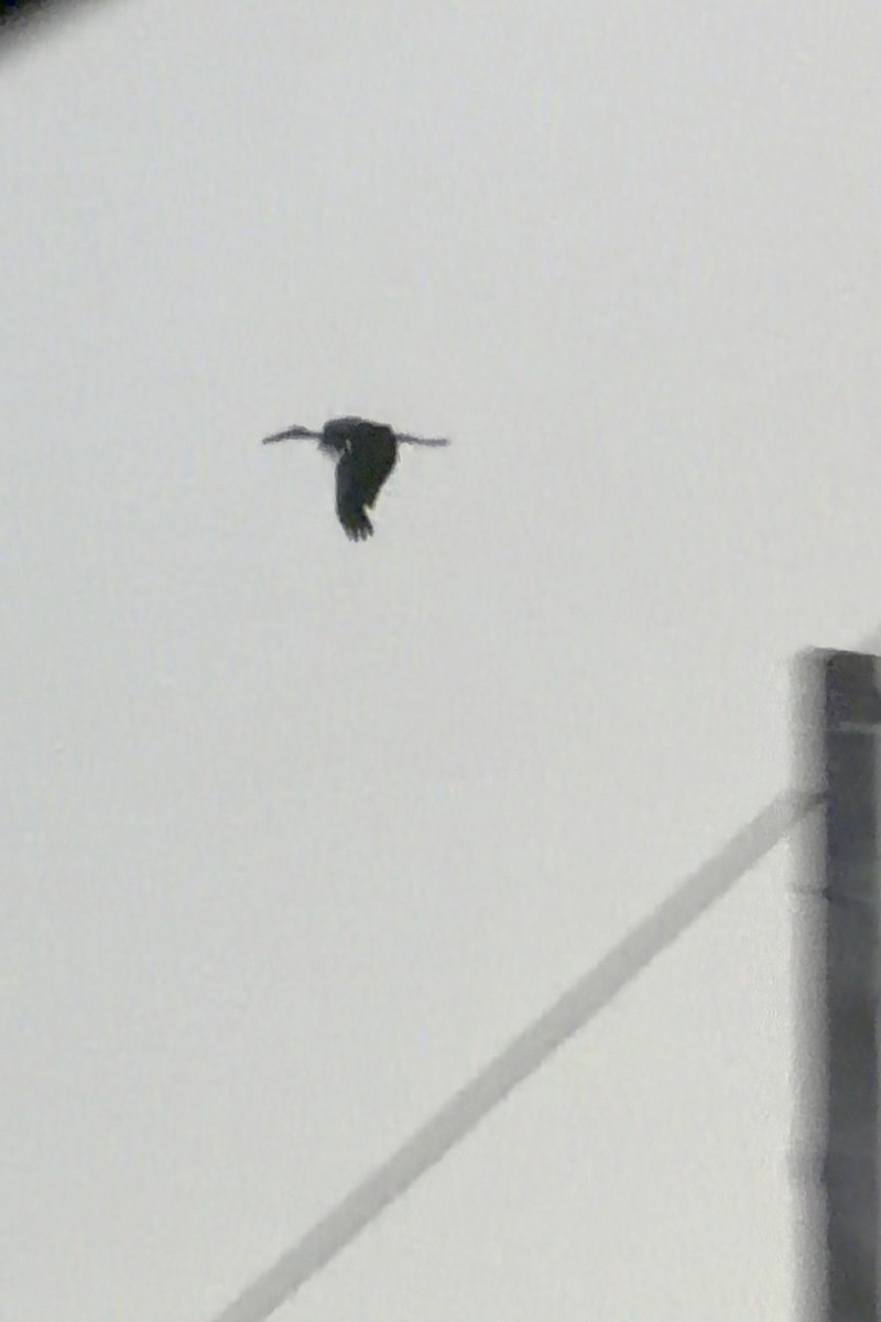 スキハシコウ - ML646737726