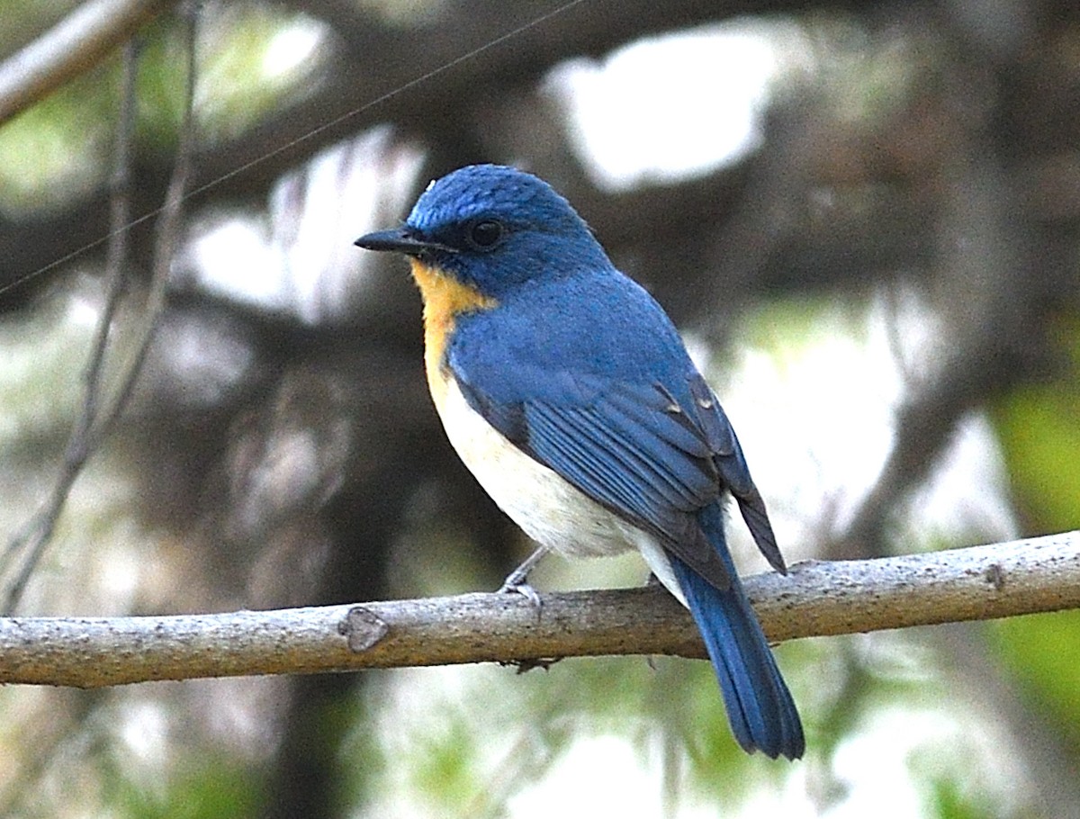 Tickell's Blue Flycatcher - ML646737727