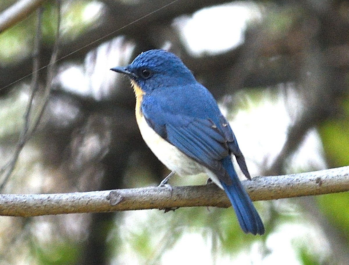 Tickell's Blue Flycatcher - ML646737728