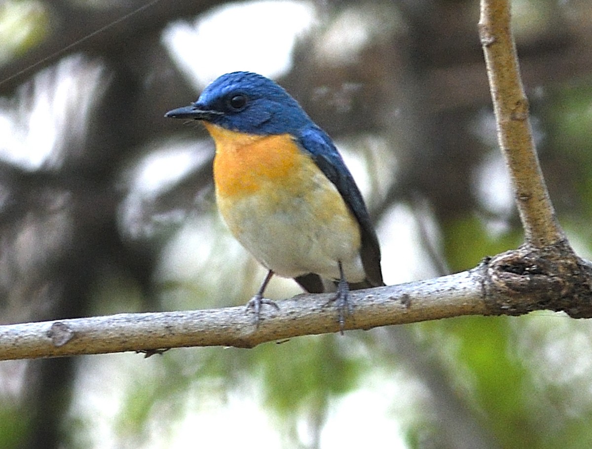 Tickell's Blue Flycatcher - ML646737729