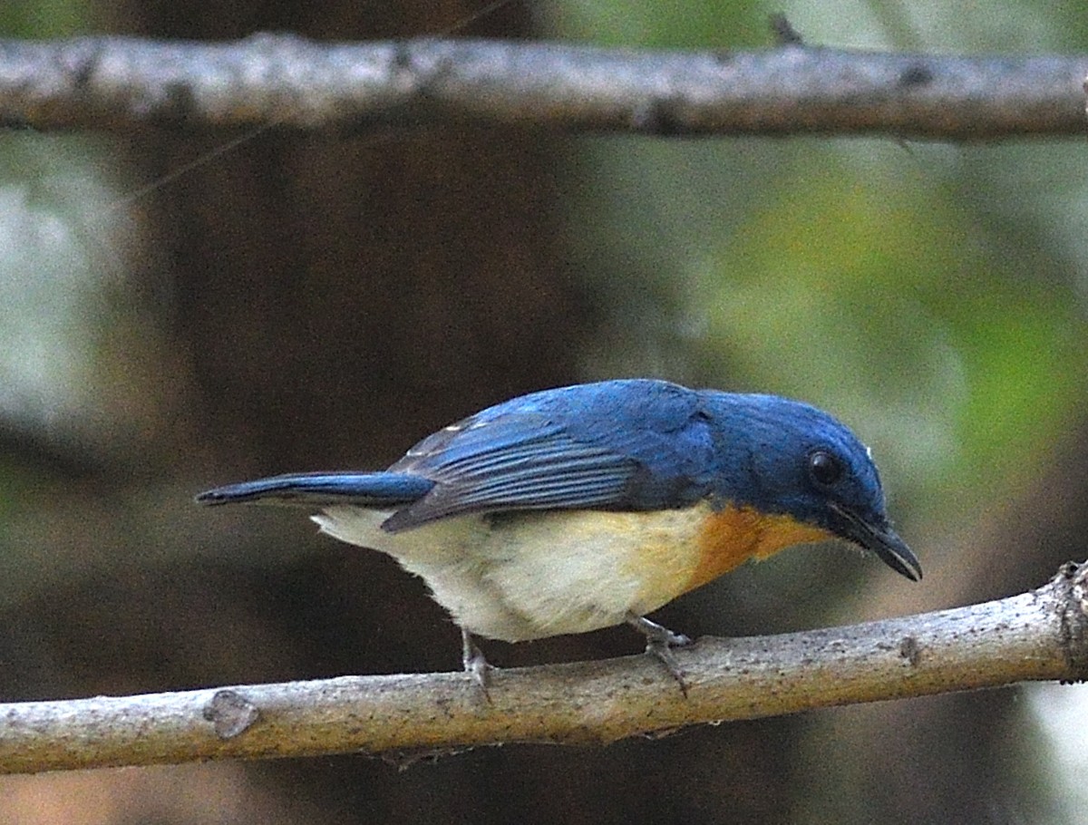 Tickell's Blue Flycatcher - ML646737730