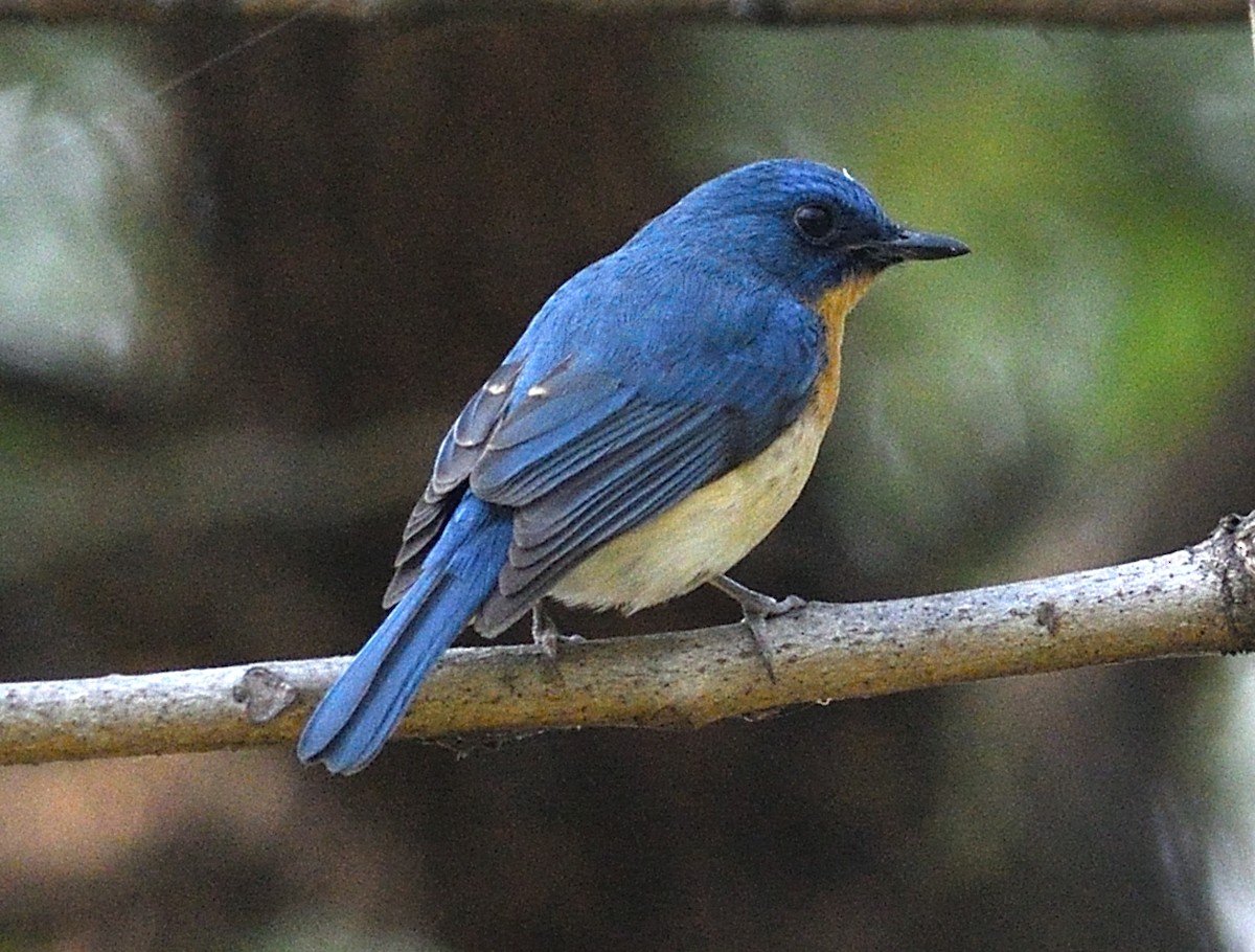 Tickell's Blue Flycatcher - ML646737731