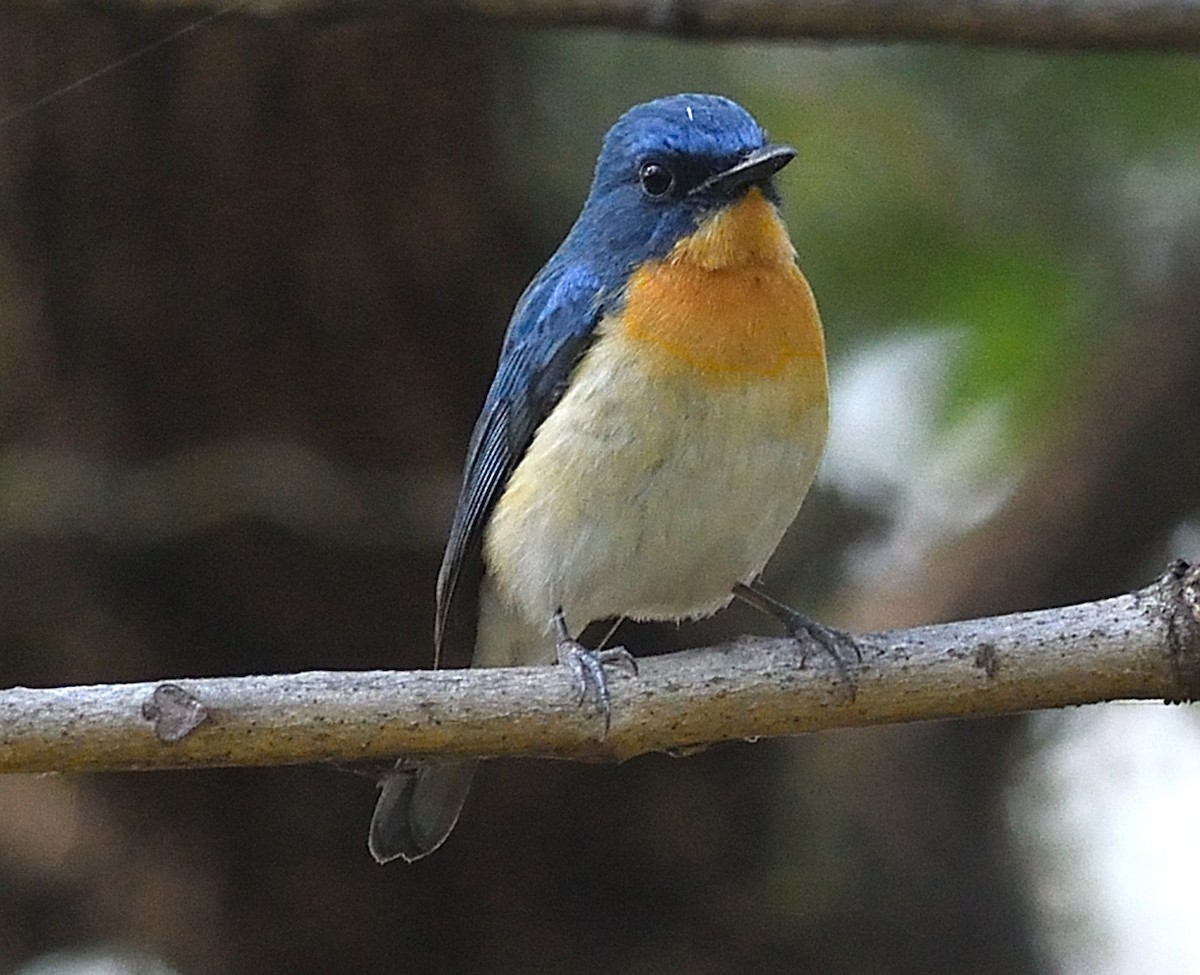 ノドアカヒメアオヒタキ - ML646737732