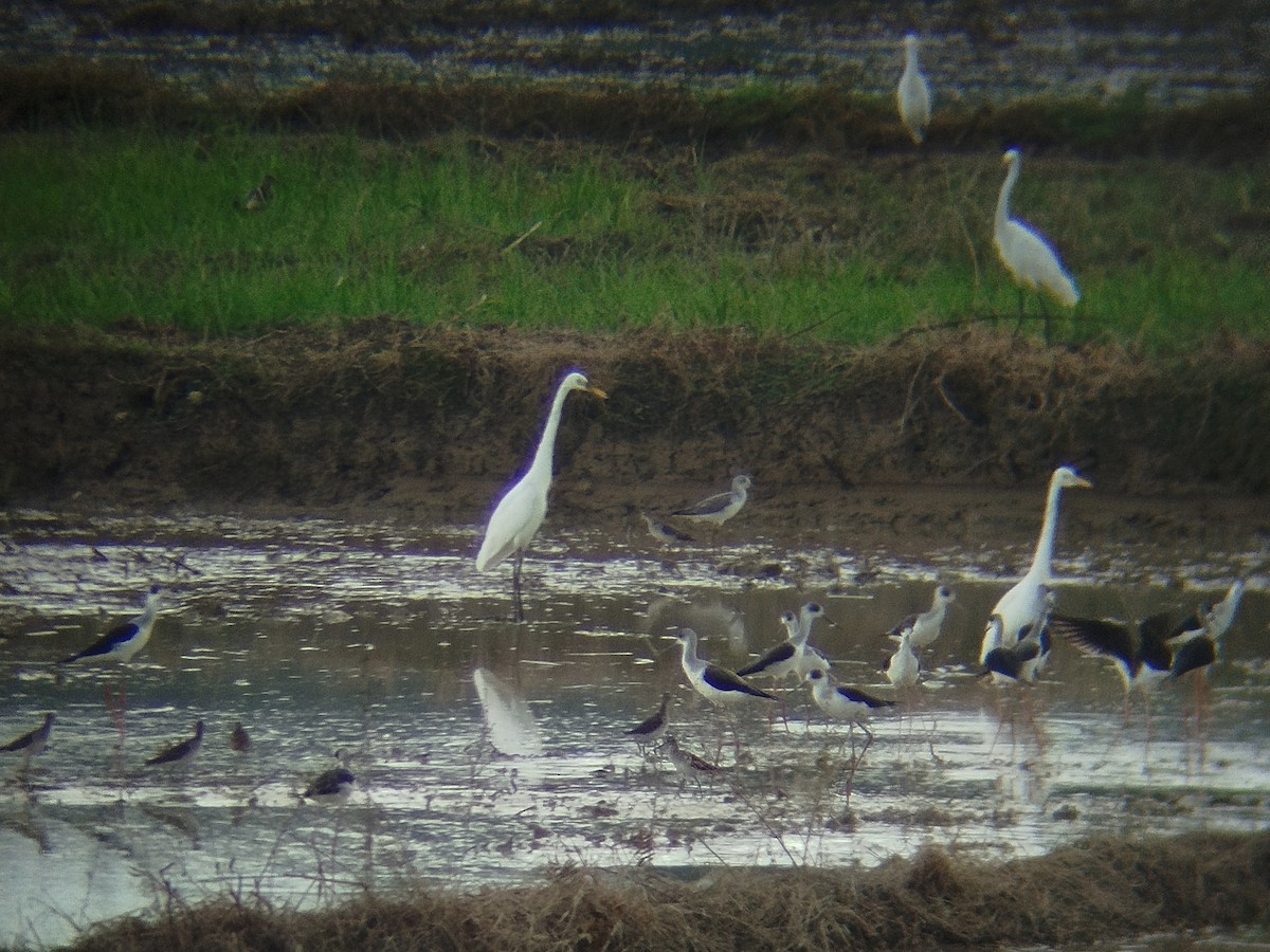 チュウサギ - ML646737734