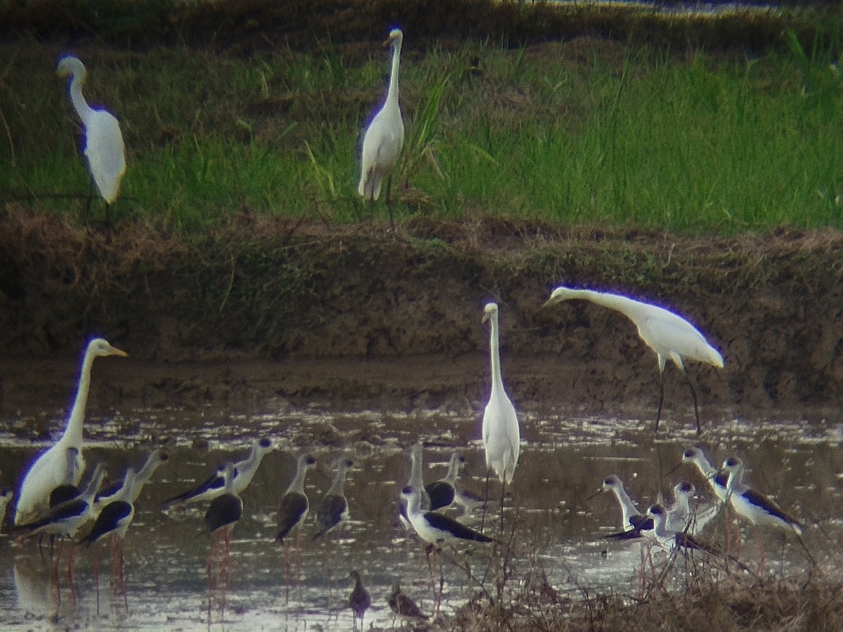 チュウサギ - ML646737735