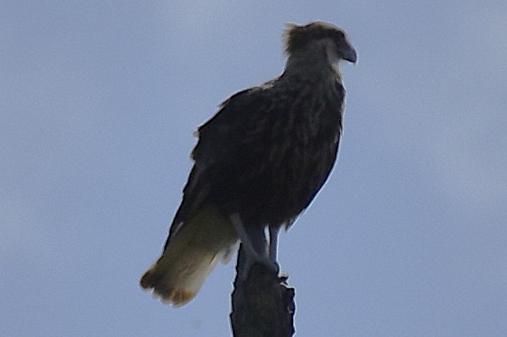 ミナミカラカラ - ML646737741