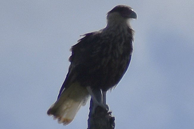 ミナミカラカラ - ML646737742