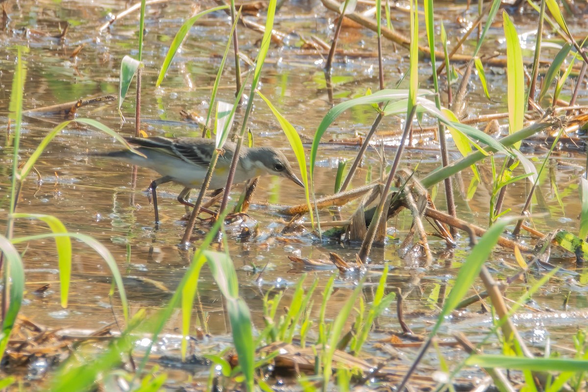 ツメナガセキレイ - ML646737744