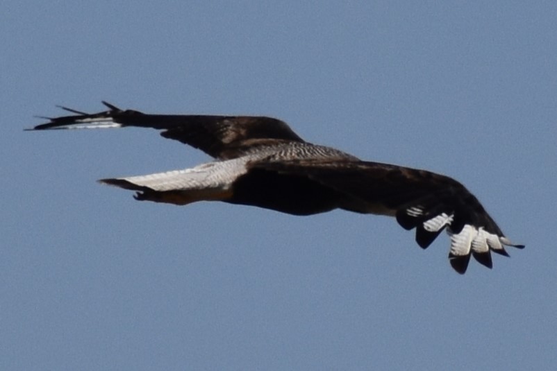 ミナミカラカラ - ML646737745