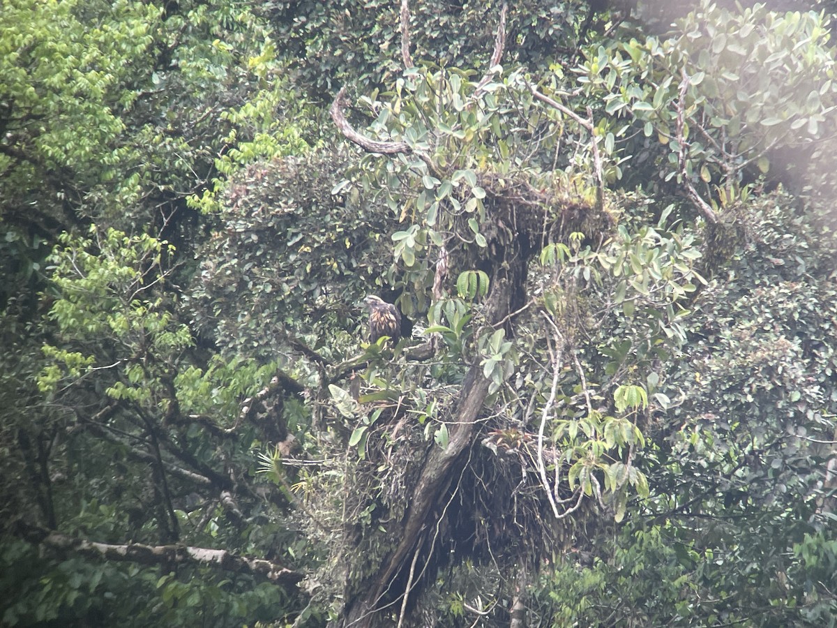 Solitary Eagle - ML646737747