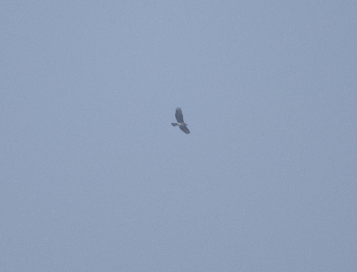 Aquila di Bonelli - ML646737748