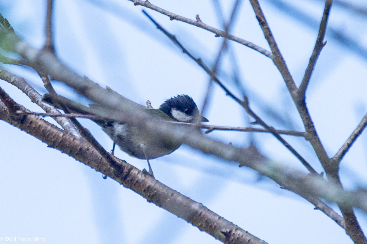 キバラシジュウカラ - ML646737749