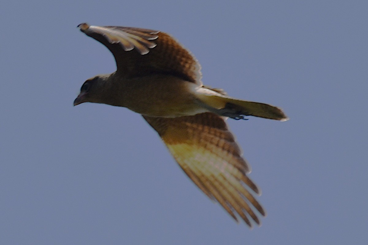 チマンゴカラカラ - ML646737750