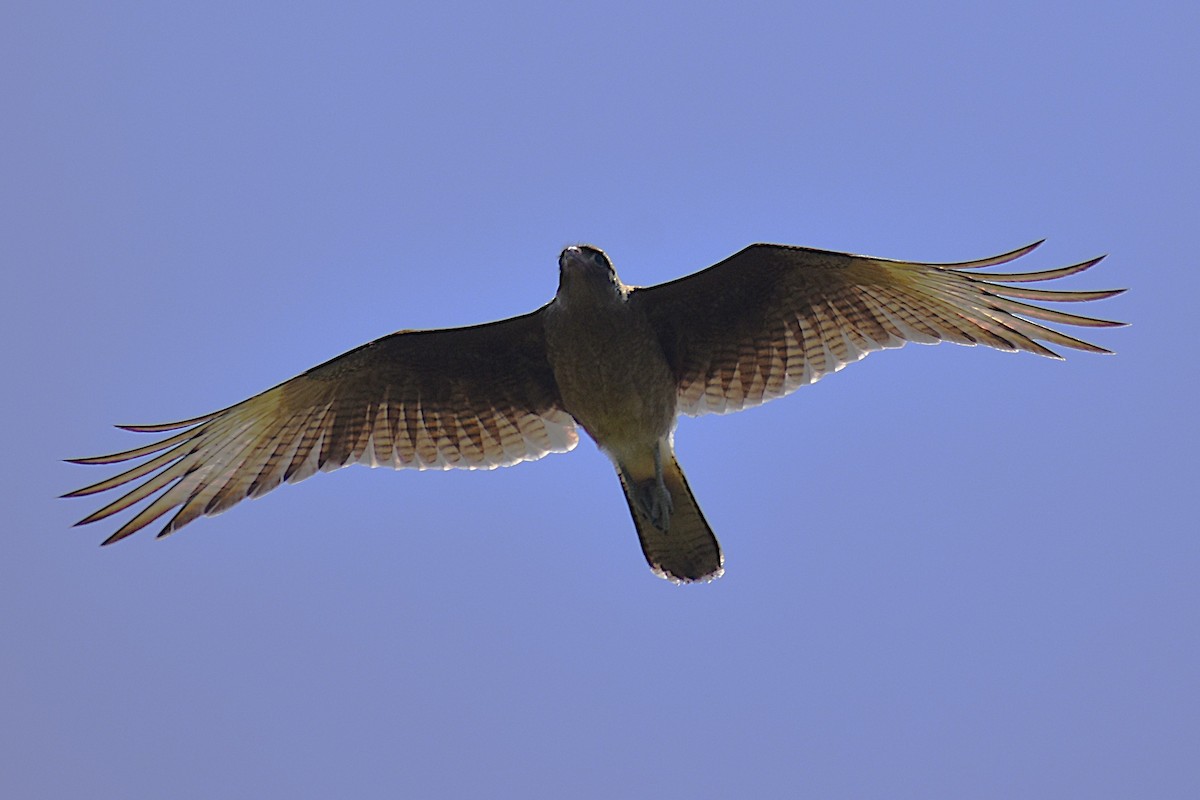 チマンゴカラカラ - ML646737751